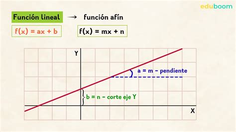 funciones lineales - funciones de los lipidos